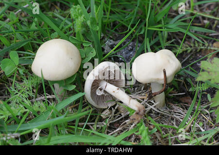 Agrocybe praecox, known as  Spring Fieldcap mushroom Stock Photo