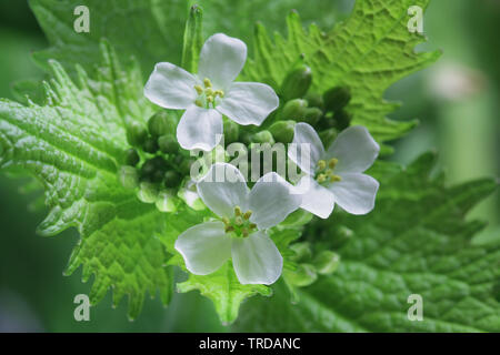Alliaria petiolata, known as jack-by-the-hedge,  garlic mustard, garlic root, hedge garlic, sauce-alone, jack-in-the-bush, penny hedge and poor man's