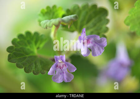 Glechoma hederacea, commonly known as ground-ivy, gill-over-the-ground, creeping charlie, alehoof, tunhoof, catsfoot, field balm, and run-away-robin Stock Photo