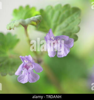 Glechoma hederacea, commonly known as ground-ivy, gill-over-the-ground, creeping charlie, alehoof, tunhoof, catsfoot, field balm, and run-away-robin Stock Photo