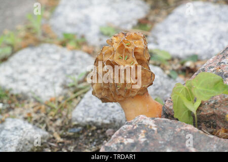 Morchella esculenta, commonly known as common morel, morel, yellow morel, true morel, morel mushroom, and sponge morel Stock Photo