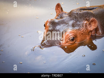Hippopotamus floating on the water wildlife on nature Stock Photo