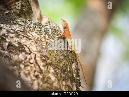 Garden lizard on tree / common brown lizard asia reptile wildlife on natute (Oriental garden lizard) - Lizard red neck Stock Photo