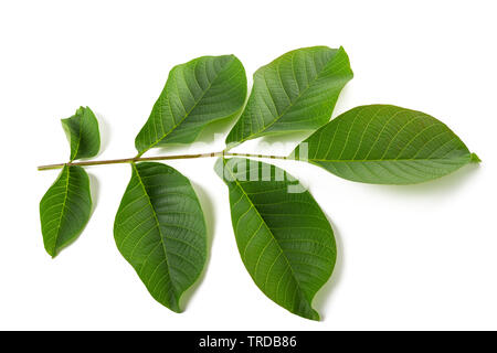 Walnut branch isolated on white background Stock Photo