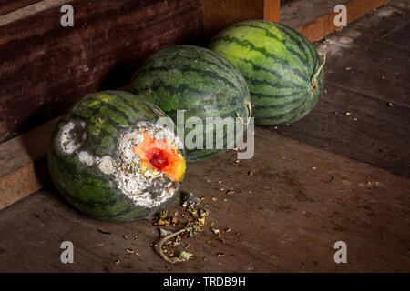 Rotten watermelon on wood Stock Photo