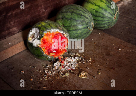 Rotten watermelon on wood,still life Stock Photo