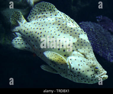 barramundi cod / grouper fish swimming marine life underwater ocean - fish humpback grouper (Cromileptes altivelis) Stock Photo