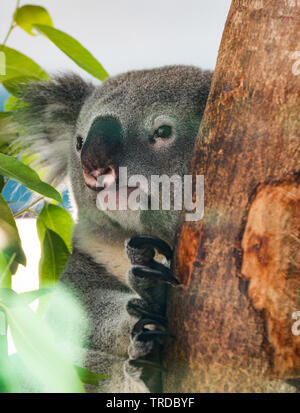 Koala Bear on tree branch and eucalyptus leaves Stock Photo