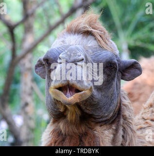 Wild bactrian camel at farm in the national park / Camelus bactrianus Stock Photo
