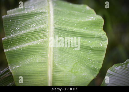 Banana leaf with water drops after rain on  nature Stock Photo