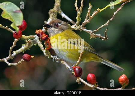 Common Bush-Tanager (Chlorospingus flavipectus), South America Stock Photo