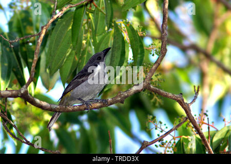 Sulphur-rumped Tanager,  (Heterospingus rubrifrons), South America Stock Photo