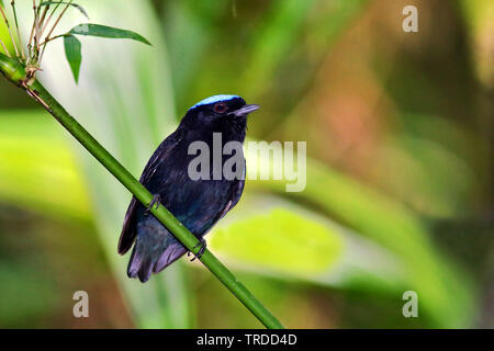 Blue-crowned manakin (Lepidothrix coronata), South America Stock Photo