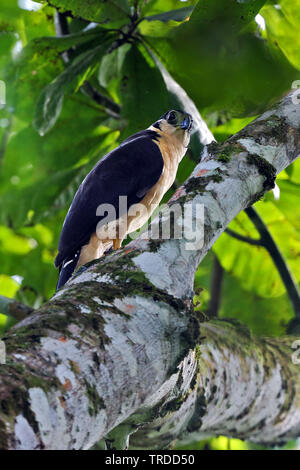collared forest falcon (Micrastur semitorquatus), South America Stock Photo