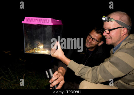 wood mouse, long-tailed field mouse (Apodemus sylvaticus), naturalists looking at a wood mouse in an insect box, Netherlands Stock Photo