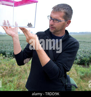 wood mouse, long-tailed field mouse (Apodemus sylvaticus), naturalist looking at a wood mouse in an insect box, Netherlands Stock Photo