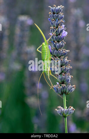 Common saddle-backed bushcricket, tizi (Ephippiger ephippiger, Ephippigera ephippiger, Ephippigera vitium), at lavender, France Stock Photo