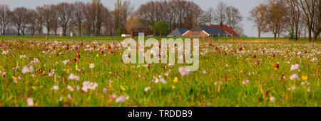 common fritillary, snake's-head fritillaria (Fritillaria meleagris), blooming meadow, Netherlands Stock Photo