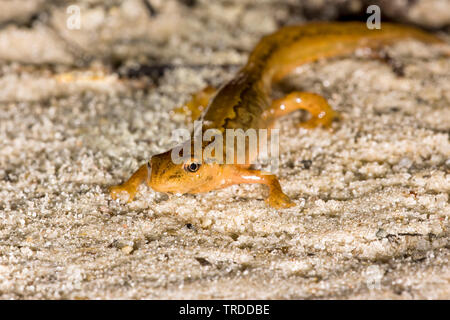smooth newt (Triturus vulgaris, Lissotriton vulgaris ), on sand, Netherlands Stock Photo