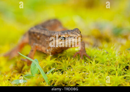 smooth newt (Triturus vulgaris, Lissotriton vulgaris ), on moss, front view, Netherlands Stock Photo