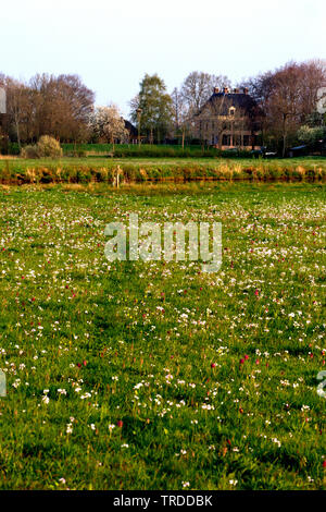 common fritillary, snake's-head fritillaria (Fritillaria meleagris), blooming meadow, Netherlands Stock Photo