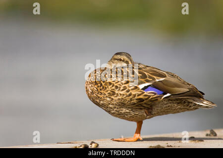 mallard (Anas platyrhynchos), resting female, Netherlands, Overijssel Stock Photo