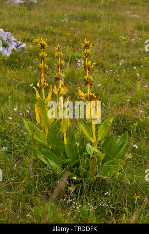 yellow gentian (Gentiana lutea), withered, Italy, Monte Baldo Stock Photo