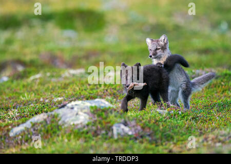 arctic fox, polar fox (Alopex lagopus, Vulpes lagopus), polar fox pubs playfully fight for a piece of wood, Norway Stock Photo