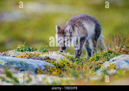 arctic fox, polar fox (Alopex lagopus, Vulpes lagopus), polar fox pub sniffing at a stone, Norway Stock Photo
