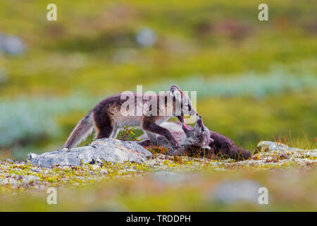 arctic fox, polar fox (Alopex lagopus, Vulpes lagopus), two playing polar fox pubs , Norway Stock Photo