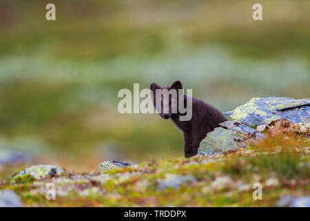 arctic fox, polar fox (Alopex lagopus, Vulpes lagopus), polar fox cub peeking out from behind stone, Norway Stock Photo