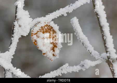 Winter in Vecht en Beneden Regge, Netherlands, Overijssel, Vecht en Beneden Regge Stock Photo