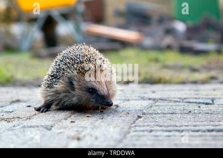 Western hedgehog, European hedgehog (Erinaceus europaeus), on a path in a garden, Netherlands Stock Photo