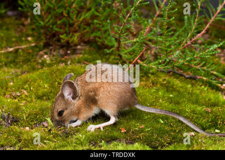 wood mouse, long-tailed field mouse (Apodemus sylvaticus), on forest ground, Netherlands Stock Photo