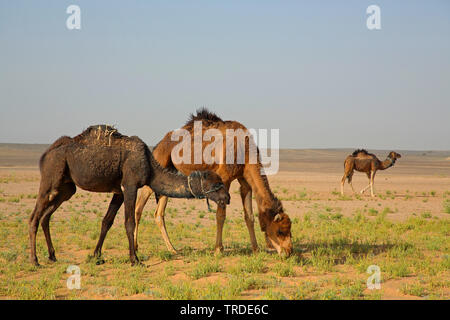 dromedary, one-humped camel (Camelus dromedarius), feeding camels in the desert, Morocco, Boumalne Stock Photo