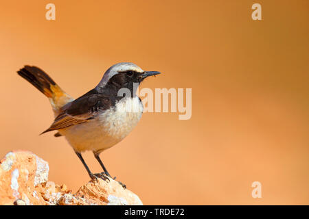 red-rumped wheatear (Oenanthe moesta), male perching on a stone, Morocco, Boumalne