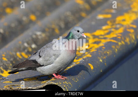 stock pigeon (Columba oenas), perching on a barn roof, Netherlands, Frisia Stock Photo