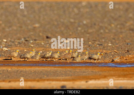 crowned sandgrouse (Pterocles coronatus), troop at a water place in the desert, Morocco Stock Photo