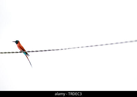 Northern carmine bee eater (Merops nubicus), Northern Carmine bee eater sitting on wire. , Gambia Stock Photo