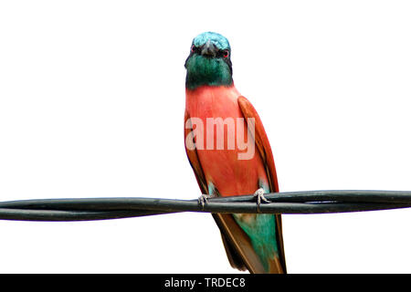 Northern carmine bee eater (Merops nubicus), Northern Carmine bee eater sitting on wire. , Gambia Stock Photo