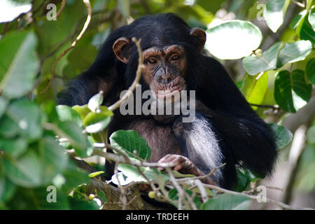 common chimpanzee (Pan troglodytes), amongst leafs, Gambia, River Gambia National Park Stock Photo