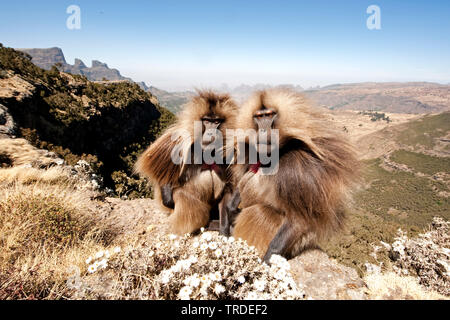 gelada, gelada baboons (Theropithecus gelada), Geladas in Semien Mountains, Ethiopia, Simien Mountains National Park Stock Photo