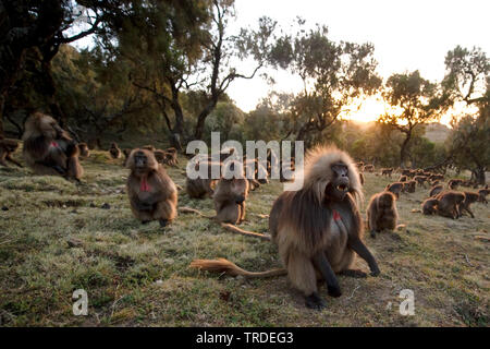 gelada, gelada baboons (Theropithecus gelada), Geladas in Semien Mountains, Ethiopia, Simien Mountains National Park Stock Photo
