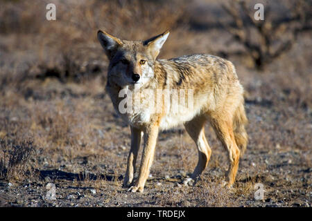 coyote (Canis latrans), in savannah, USA, Joshua Tree National Park Stock Photo