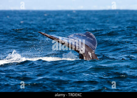 gray whale (Eschrichtius robustus, Eschrichtius gibbosus), tail, USA Stock Photo