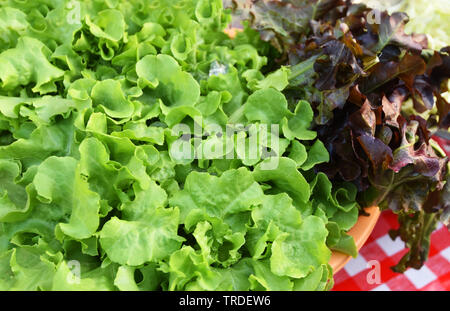 Green oak and red oak lettuce salad vegetable in bowl Stock Photo
