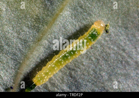 Small white, Cabbage butterfly, Imported cabbageworm (Pieris rapae, Artogeia rapae), caterpillar just after hatching on a kohlrabi leaf, Germany, Bavaria Stock Photo