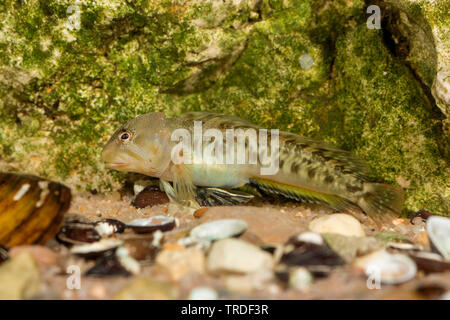 freshwater blenny, river blenny (Salaria fluviatilis, Lipophrys fluviatilis, Blennius fluviatilis), male from Lake Garda, Italy Stock Photo