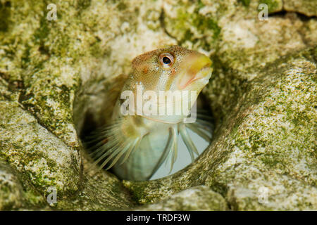 freshwater blenny, river blenny (Salaria fluviatilis, Lipophrys fluviatilis, Blennius fluviatilis), male from Lake Garda looking out of a rock hole, Italy Stock Photo