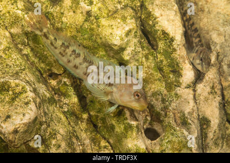 freshwater blenny, river blenny (Salaria fluviatilis, Lipophrys fluviatilis, Blennius fluviatilis), male from Lake Garda at a rock, Italy Stock Photo